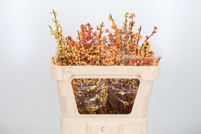 <h4>Ilex Ve Ilexia Julia</h4>