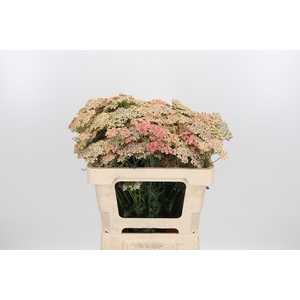 Achillea Lachsschonheit