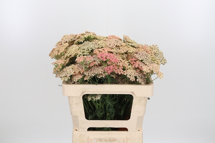 <h4>Achillea Lachsschonheit</h4>