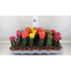 Gymnocalycium mihanov. 'Brasil'