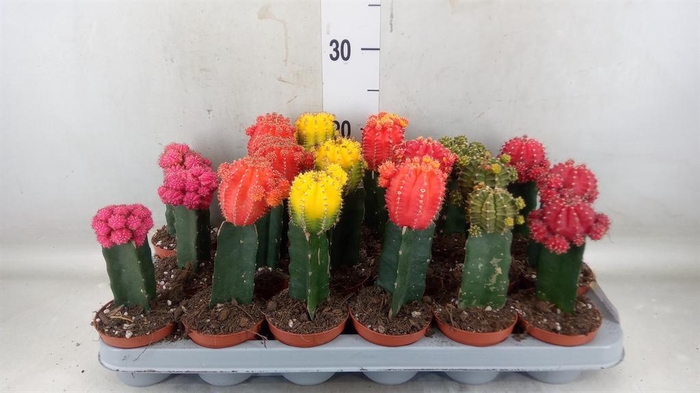 <h4>Gymnocalycium mihanov. 'Brasil'</h4>