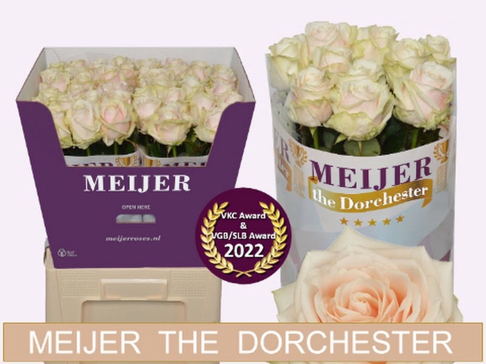 <h4>R Gr Dorchester+ Meijer</h4>