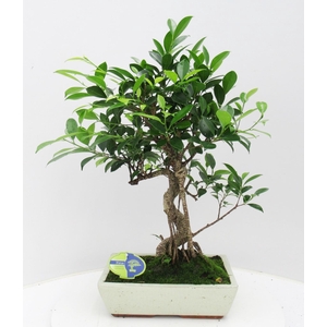 Ficus retusa, 30cm., shape, without drip tray