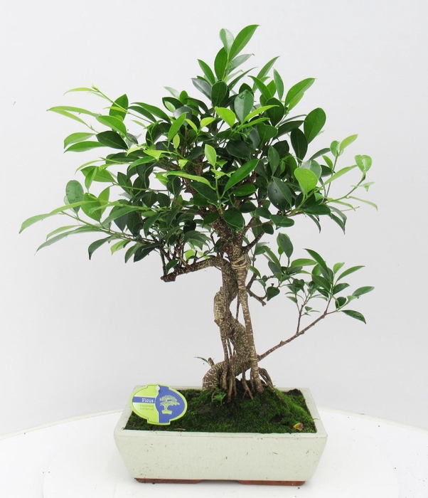 <h4>Ficus retusa, 30cm., shape, without drip tray</h4>
