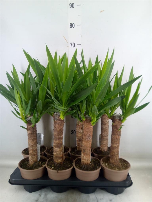 <h4>Yucca   ...</h4>