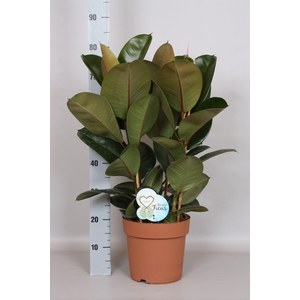 Ficus elastica 'Robusta'