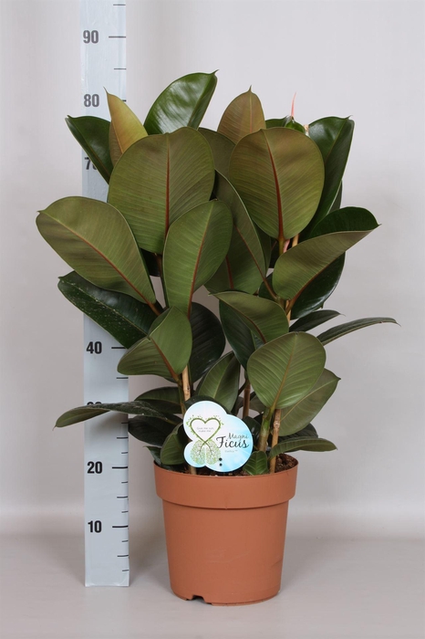 <h4>Ficus elastica 'Robusta'</h4>