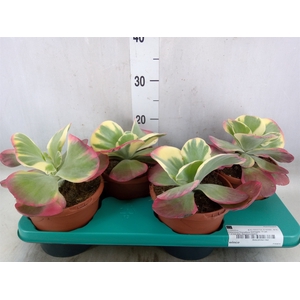 Kalanchoe NF thyrsiflora