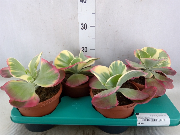 <h4>Kalanchoe NF thyrsiflora</h4>