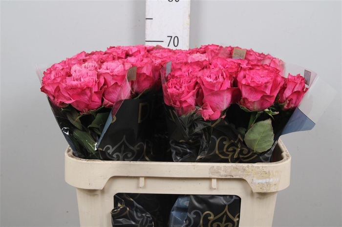 <h4>R Gr Country Blues</h4>