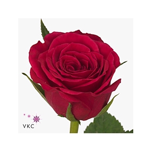 Rosa Fuchsiana