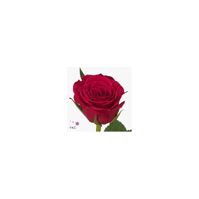 <h4>Rosa Fuchsiana</h4>