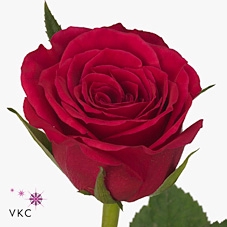 Rosa Fuchsiana