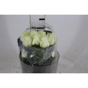 ROSA ADVANCE 040 CM