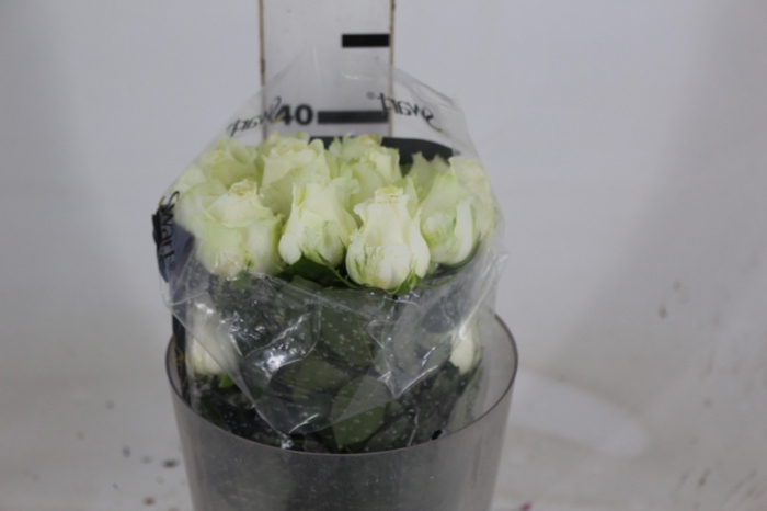 <h4>ROSA ADVANCE 040 CM</h4>
