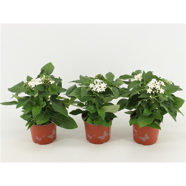 <h4>Pentas Graffiti White</h4>