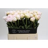 Paeonia Odile