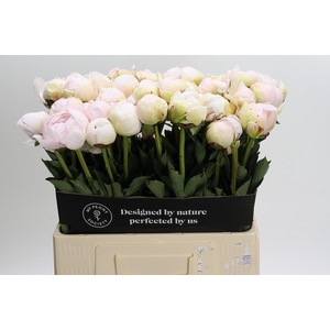 Paeonia Odile