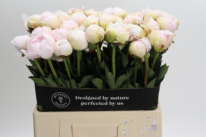 <h4>Paeonia Odile</h4>