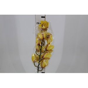 CYMBIDIUM HT 10/14 FLS AMARELO