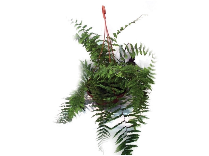 <h4>SAMAMBAIA METRO C21</h4>