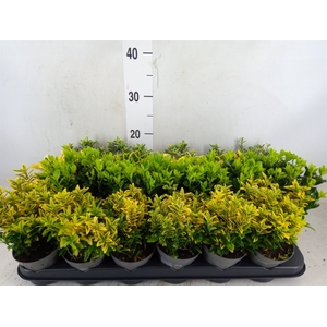 Euonymus japon.   ...mix