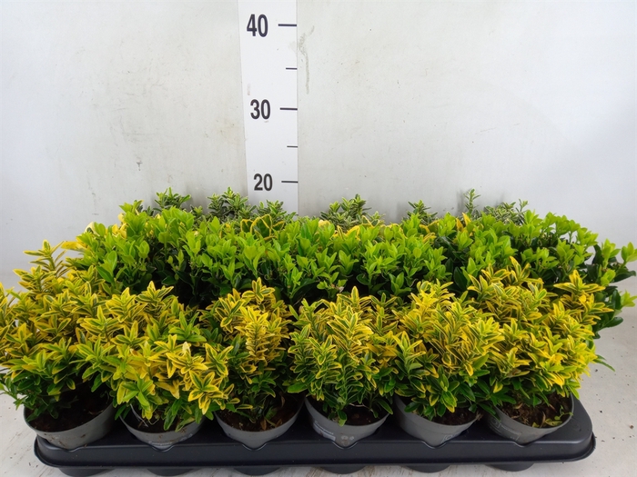 <h4>Euonymus japon.   ...mix</h4>