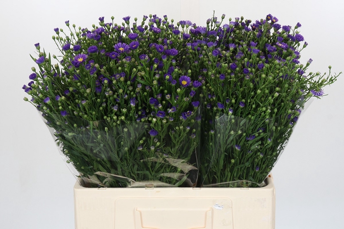 <h4>Aster Casamare</h4>