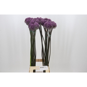 Allium Summer Drummer