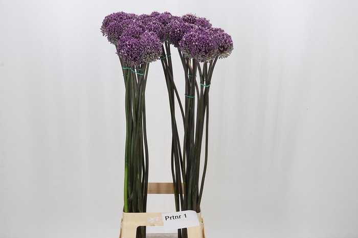 <h4>Allium Summer Drummer</h4>