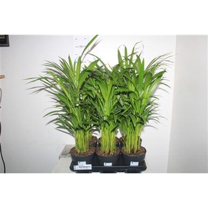 Dypsis Lutescens 30pp