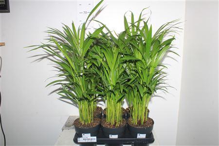 <h4>Dypsis Lutescens 30pp</h4>