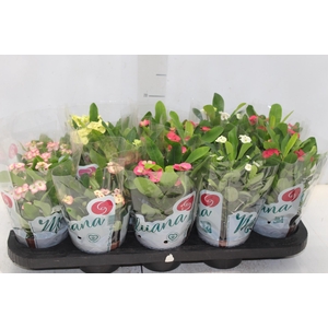 EUPHORBIA MILII MILIIANA P11