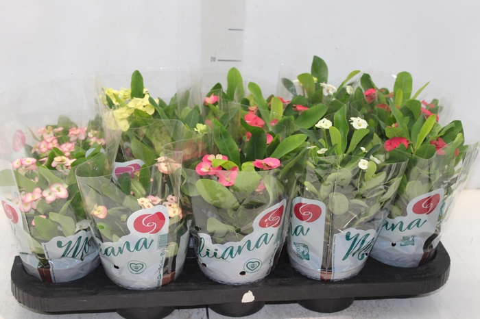 <h4>EUPHORBIA MILII MILIIANA P11</h4>