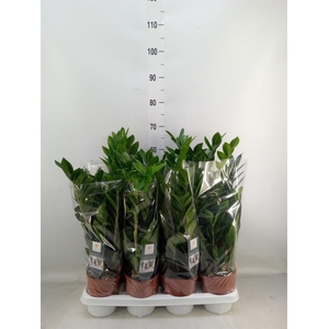 Zamioculcas zamiifolia