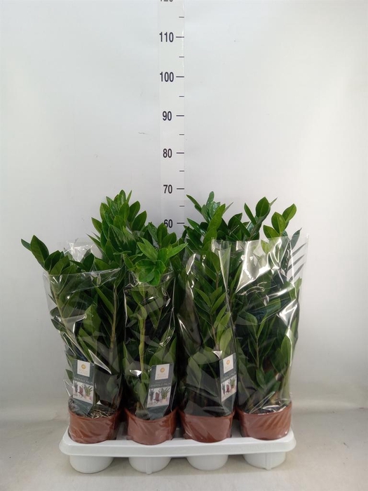 <h4>Zamioculcas zamiifolia</h4>