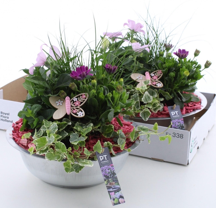 <h4>ARR TUINPLANTEN</h4>