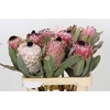 Protea Barbigera Air