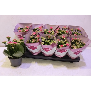 arr8 Kalanchoe Double Deluxe Pink