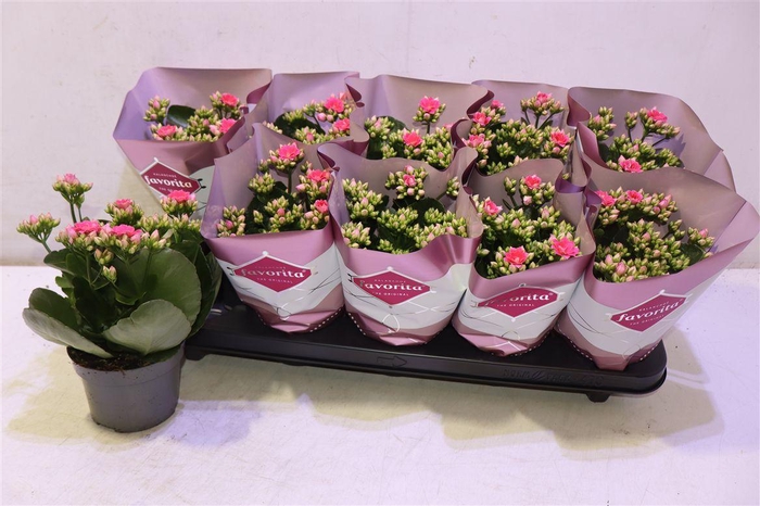 <h4>Kalanchoe Double Deluxe Pink</h4>