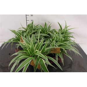 Chlorophytum 12 Cm. P. Ocean