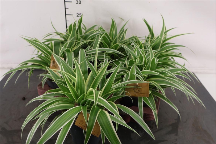 <h4>Chlorophytum 12 Cm. P. Ocean</h4>