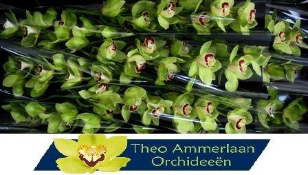 <h4>Machteld 60</h4>