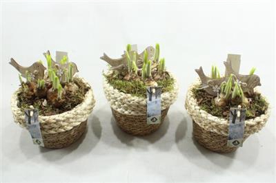 <h4>21315 LUXE GEVL MAND TETE</h4>