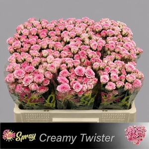 R TR CREAMY TWISTER