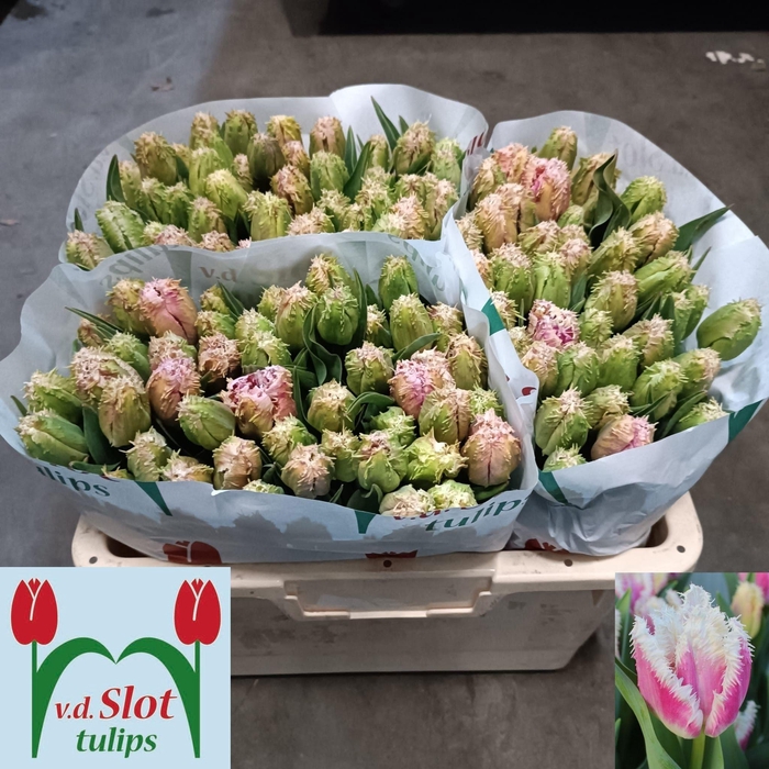 <h4>TU FR HAWAII</h4>