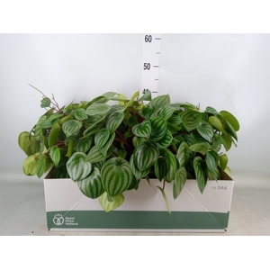 Peperomia argyreia