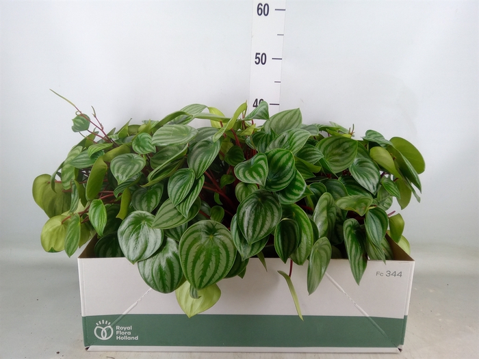 <h4>Peperomia argyreia</h4>