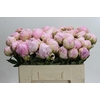 Paeonia Pillow Talk