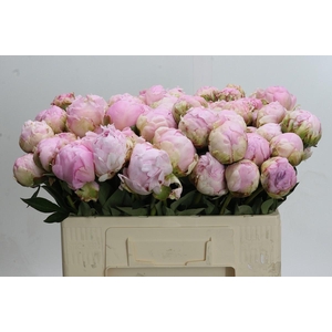 Paeonia Pillow Talk